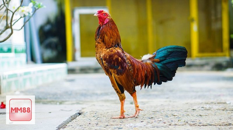 Đá Gà MM88 - Quan sát trước khi đặt cược